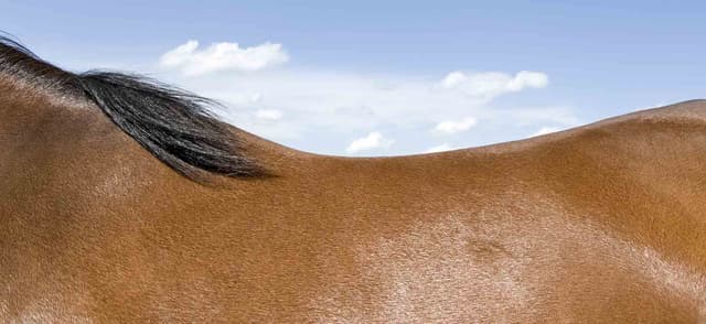 Back Pain in Horses