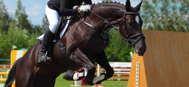 A Guide to Electrolytes for Horses