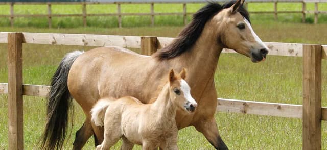 Equine Embryo Transfer: Is It An Option For You?