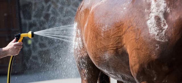 Expert Tips on Shampooing Your Horse