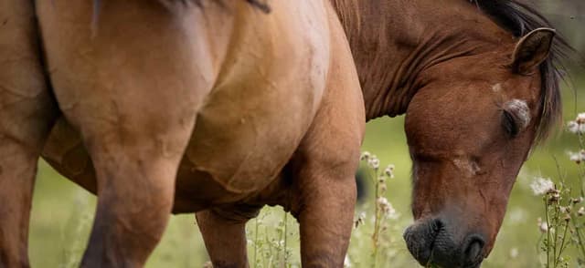 Feeding an Elderly Horse
