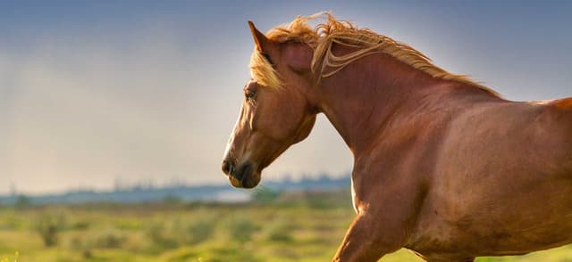The Benefits of Adding Oil to Your Horse's Diet