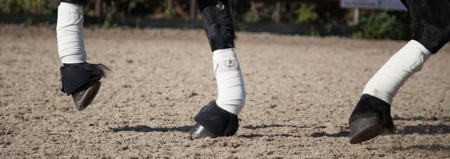 Horse Bandaging Techniques