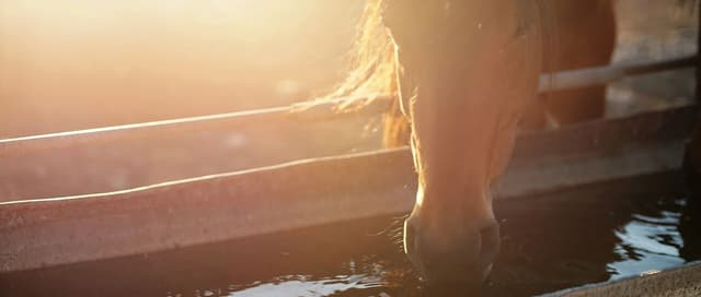 Horse Water Requirements During Summer