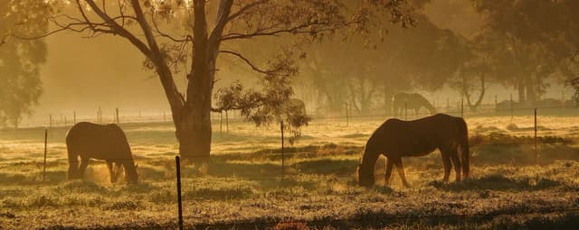 Horses and Bushfires: How to Prepare for the Fire Season
