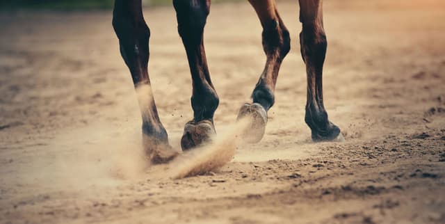Mud Fever in Horses: Signs and Treatment