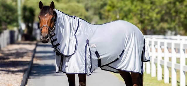 Protect Your Horse from Insects in Summer