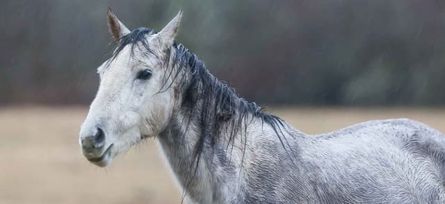 Treating Rain Scald in Horses