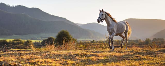 Horse Hoof Care During Summer