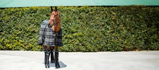 Essential Tips for Horse Trailering and Travel