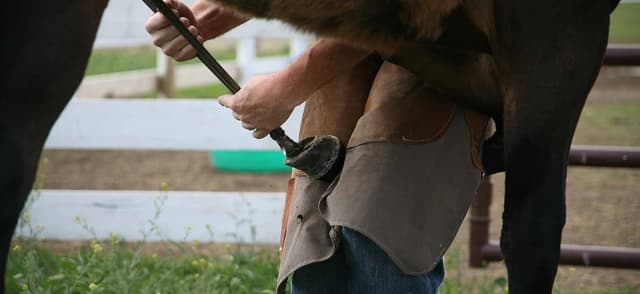 Trimming Your Horse's Feet