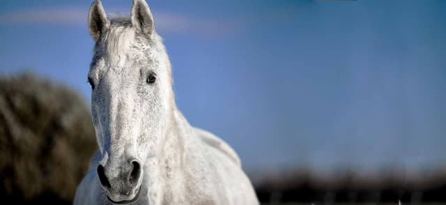 How to Remove Your Horse's Winter Coat