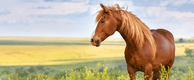 Beat the Heat: 7 Tips for Smarter Summer Horse Care