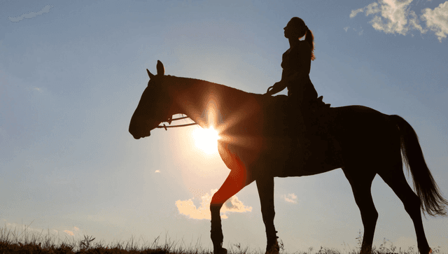 Cooling Horses After Exercise in Hot Weather