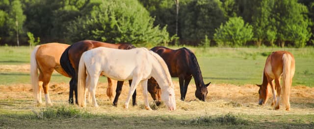 From Foals to Seniors: Essential Horse Nutrition Tips
