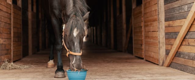What Can Horses Eat? Toxic and Safe Food for Horses