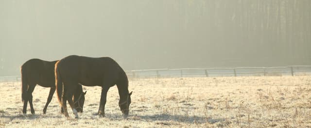 Winter Illnesses in Horses and How to Care for Them
