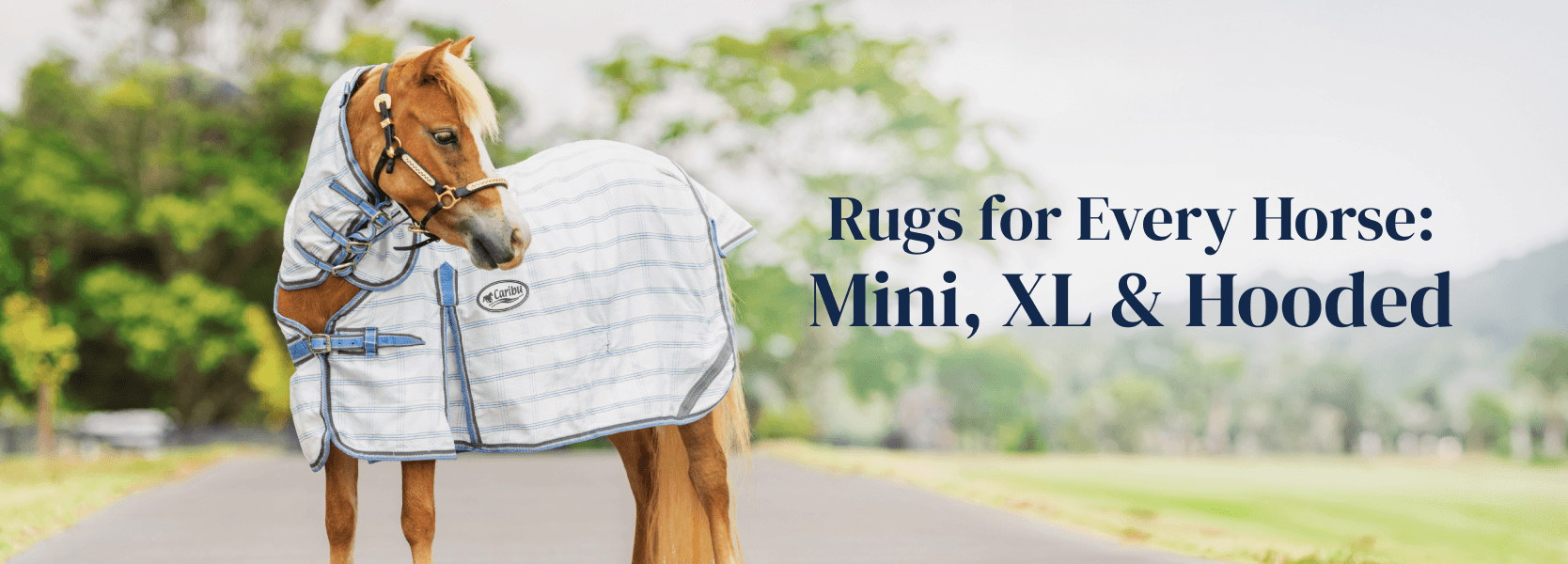 Rugs for every horse: Mini, XL & Hooded